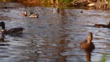 Göldeki vahşi ördekler. Vahşi doğa. 