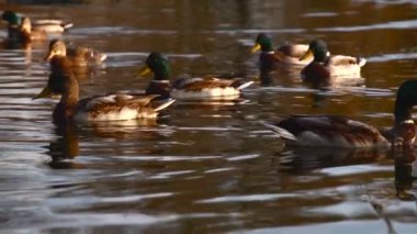 Göldeki vahşi ördekler. Vahşi doğa. 