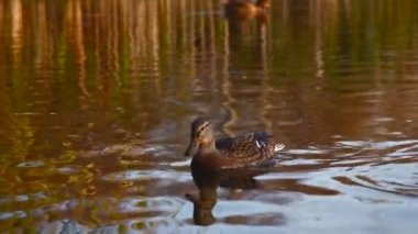 Göldeki vahşi ördekler. Vahşi doğa. 