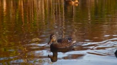 Göldeki vahşi ördekler. Vahşi doğa. 