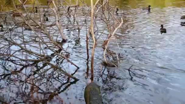 Wildenten Auf Dem See Wilde Landschaft — Stockvideo