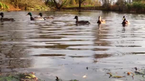 Anatre Selvatiche Sul Lago Paesaggio Selvaggio — Video Stock