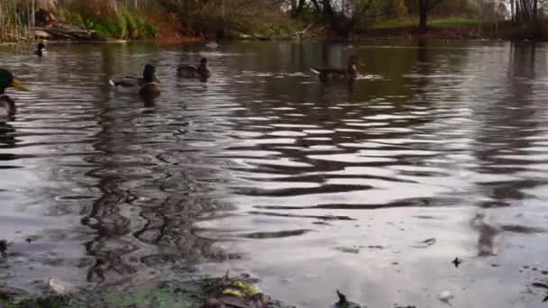 Wilde Eenden Het Meer Wild Landschap — Stockvideo