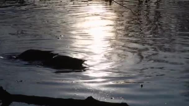 Bebek Liar Danau Lanskap Liar — Stok Video