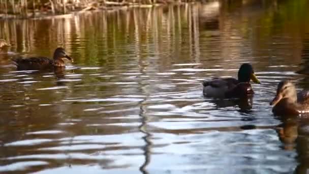 Dzikie Kaczki Jeziorze Dziki Krajobraz — Wideo stockowe