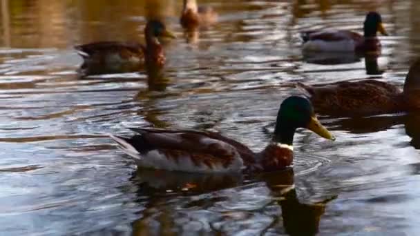 Anatre Selvatiche Sul Lago Paesaggio Selvaggio — Video Stock