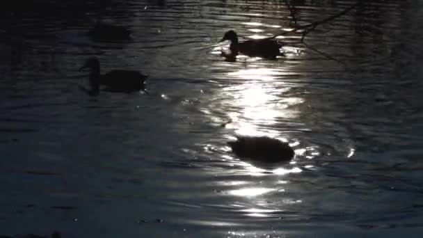 Patos Salvajes Lago Paisaje Salvaje — Vídeos de Stock