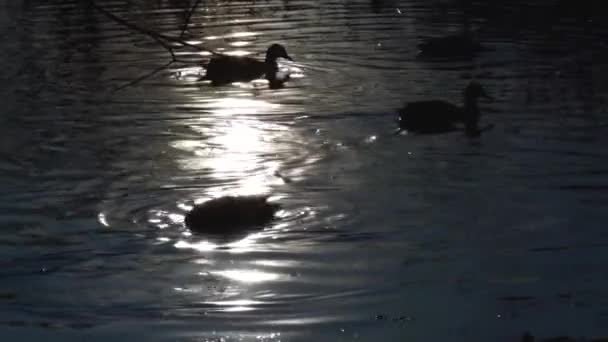 Göldeki Vahşi Ördekler Vahşi Doğa — Stok video