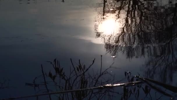 Αγριόπαπιες Στη Λίμνη — Αρχείο Βίντεο