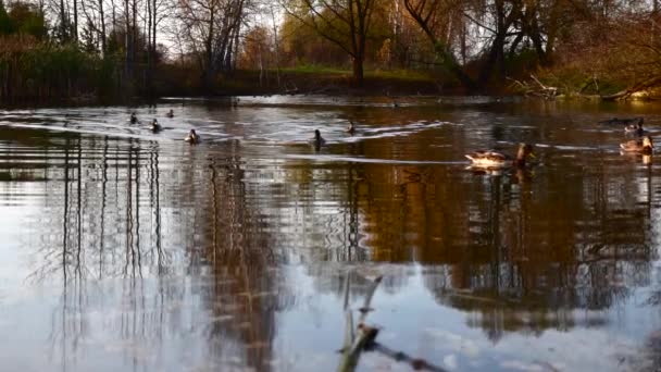 Wildenten Auf Dem See Wilde Landschaft — Stockvideo