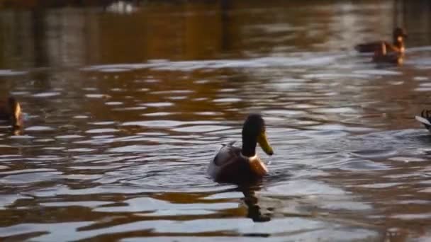 Anatre Selvatiche Sul Lago Paesaggio Selvaggio — Video Stock