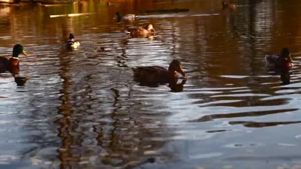 Patos Salvajes Lago Paisaje Salvaje — Vídeos de Stock