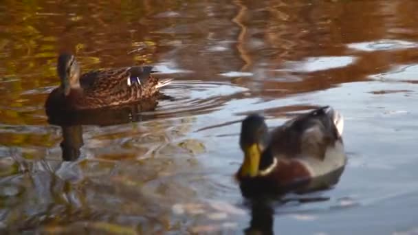 Patos Salvajes Lago Paisaje Salvaje — Vídeos de Stock