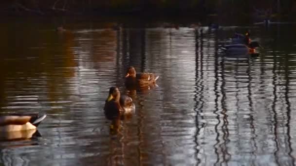 Patos Salvajes Lago Paisaje Salvaje — Vídeo de stock