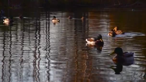 Patos Salvajes Lago Paisaje Salvaje — Vídeo de stock