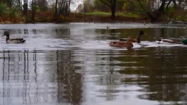 Göldeki vahşi ördekler. Vahşi doğa. Yavaş çekim videosu