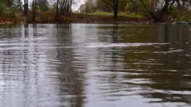 Göldeki vahşi ördekler. Vahşi doğa. Yavaş çekim videosu