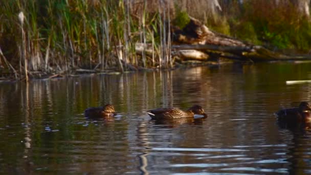 Patos Salvajes Lago Paisaje Salvaje Vídeo Cámara Lenta — Vídeos de Stock