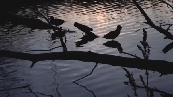 Anatre Selvatiche Sul Lago Paesaggio Selvaggio Video Rallentatore — Video Stock