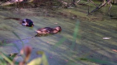 Göldeki vahşi ördekler. Vahşi doğa. Yavaş çekim videosu