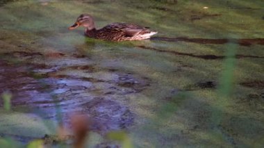 Göldeki vahşi ördekler. Vahşi doğa. Yavaş çekim videosu