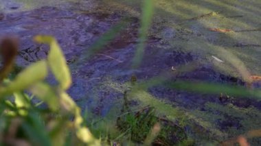 Göldeki vahşi ördekler. Vahşi doğa. Yavaş çekim videosu