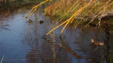 Göldeki vahşi ördekler. Vahşi doğa. Yavaş çekim videosu