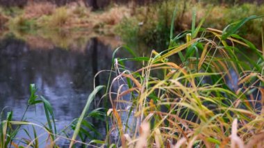 Nehir ormandan akıyor. Ormanda akarsu. Ağır çekim. 