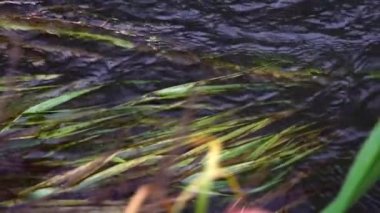 Nehir ormandan akıyor. Ormanda akarsu. Ağır çekim. 