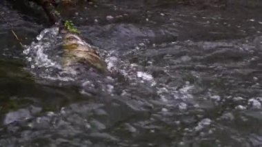 Nehir ormandan akıyor. Ormanda akarsu. Ağır çekim. 