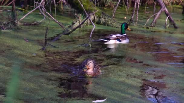 Patos Salvajes Lago Paisaje Salvaje Vídeo Cámara Lenta — Vídeos de Stock