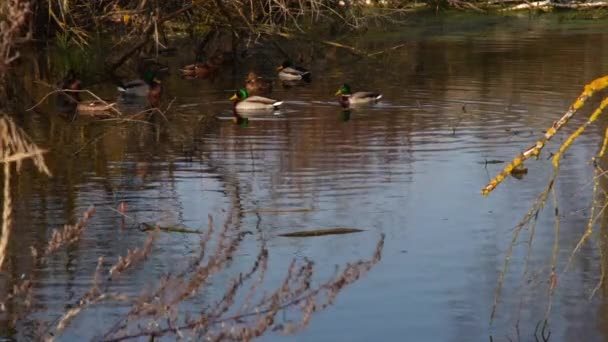 Divoké Kachny Jezeře Divoká Krajina Zpomalené Video — Stock video