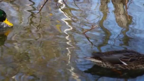 Anatre Selvatiche Sul Lago Paesaggio Selvaggio Video Rallentatore — Video Stock