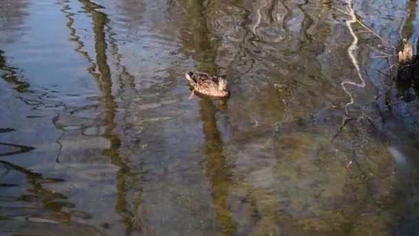 Patos Selvagens Lago Paisagem Selvagem Câmera Lenta Vídeo — Vídeo de Stock