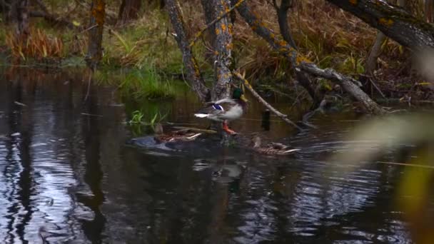 Patos Salvajes Lago Paisaje Salvaje Vídeo Cámara Lenta — Vídeos de Stock