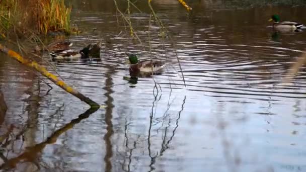 오리들 호수에 야생의 풍경이지 슬로우 비디오 — 비디오