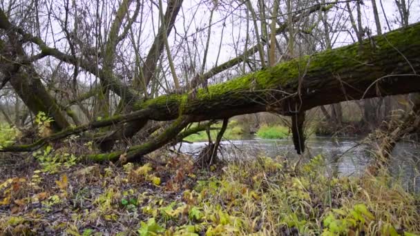 Ποτάμι Ρέει Μέσα Από Δάσος Ρεύμα Στο Δάσος Slow Κίνηση — Αρχείο Βίντεο