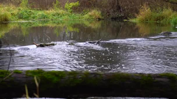 Rzeka Przepływająca Przez Las Strumień Lesie Slow Motion — Wideo stockowe