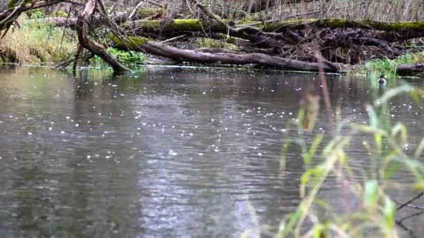 Rivière Qui Coule Dans Forêt Ruisseau Dans Forêt Slow Motion — Video