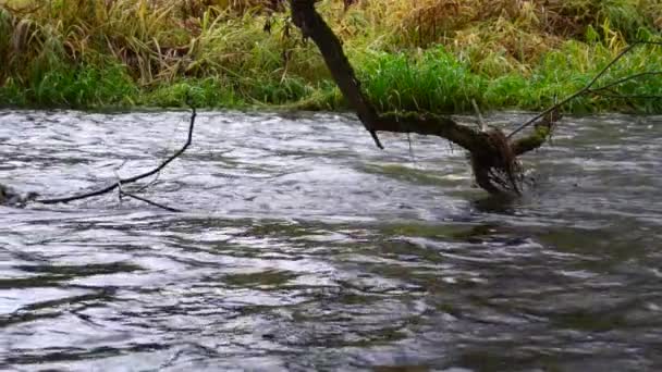 Folyó Folyik Keresztül Erdőn Patak Erdőben Slow Motion — Stock videók