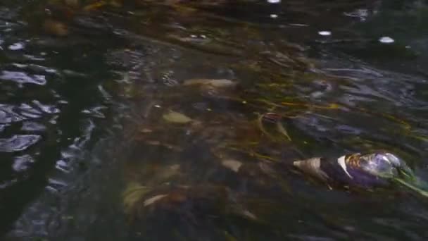 Río Que Fluye Través Del Bosque Arroyo Bosque Slow Motion — Vídeos de Stock