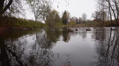 Göldeki vahşi ördekler. Vahşi doğa. . 