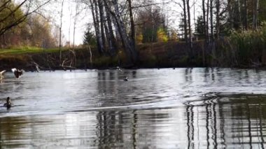 Göldeki vahşi ördekler. Vahşi doğa. .