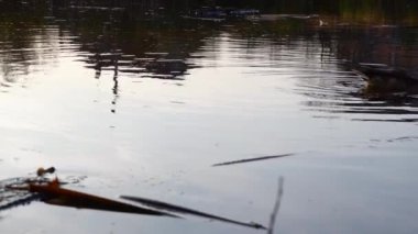 Göldeki vahşi ördekler. Vahşi doğa. .