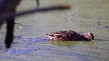 Göldeki vahşi ördekler. Vahşi doğa. 