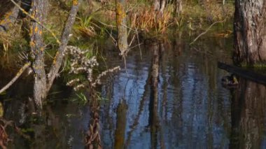 Göldeki vahşi ördekler. Vahşi doğa. 