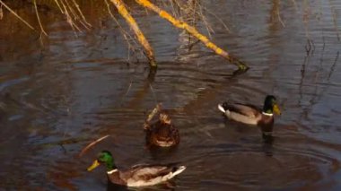Göldeki vahşi ördekler. Vahşi doğa. 