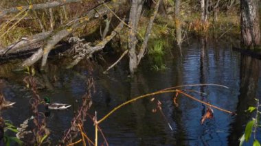 Göldeki vahşi ördekler. Vahşi doğa. 