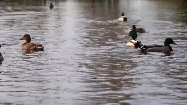 Wilde Eenden Het Meer Wild Landschap — Stockvideo