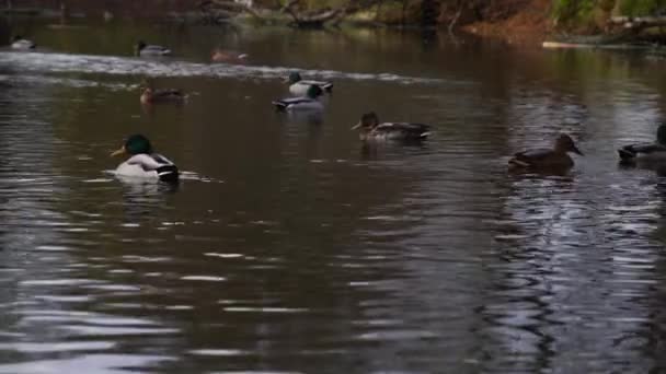 Wilde Eenden Het Meer Wild Landschap — Stockvideo